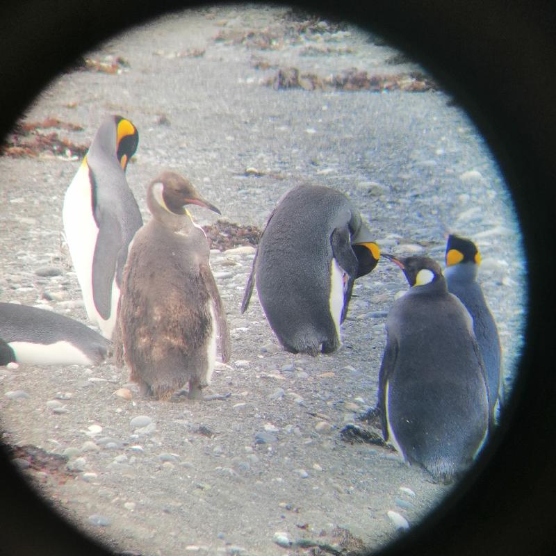 Réserve des pinguin rey